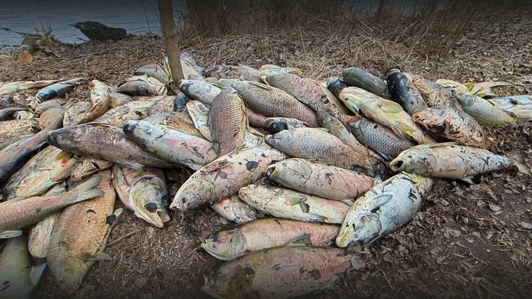 Забруднення водойм на Борщагівці: загибель риби та обмеження