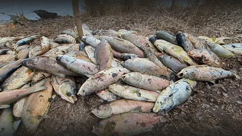 Забруднення водойм на Борщагівці: загибель риби та обмеження