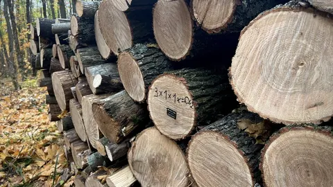 Дрова у Харківській області: ціни, запаси та як купити до зими