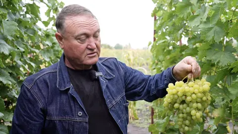 Виноград на Черкащині: чому ціни лише зростатимуть