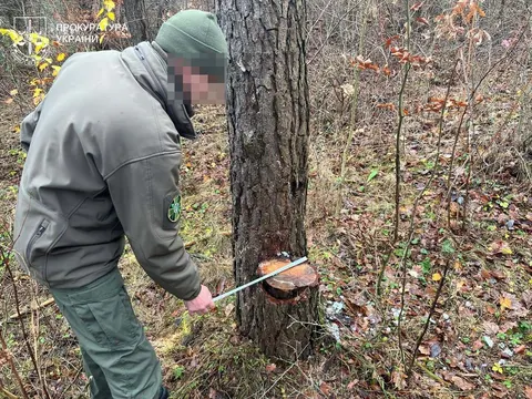 Суд зобов'язав «Ліси України» сплатити 3,7 млн грн за незаконну вирубку на Тернопільщині