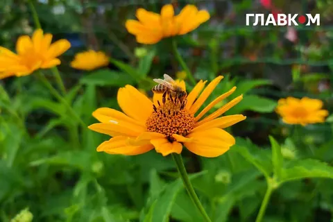 Спека до 38° і грози з градом: якою буде погода 7 серпня
