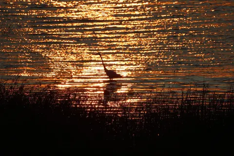 На Волині сфотографували чепуру в момент полювання