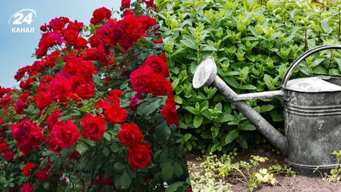 Як поливати троянди в спеку: поради, що врятують квітник