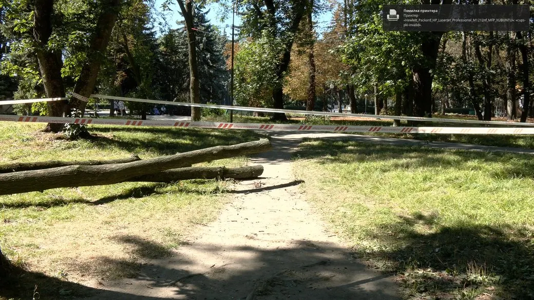 Падіння дерева у Вінниці: причина виявилася прихованою