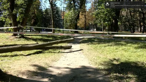Падіння дерева у Вінниці: причина виявилася прихованою