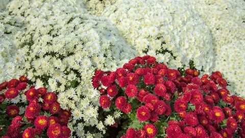 Як підживити хризантеми для пишного цвітіння восени