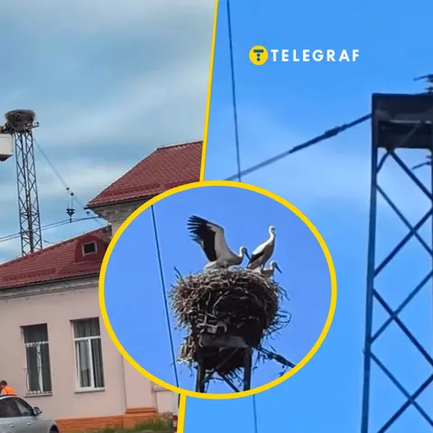 У Сваляві через знищення 40-річного гнізда лелек вибухнув скандал