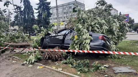 У Кропивницькому водій зніс дерево на площі Хмельницького та втік