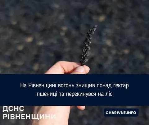 Пожежа на Рівненщині знищила гектар пшениці та зачепила ліс