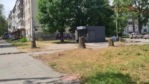 У Луцьку на Грушевського зрізали шість дерев: що відомо