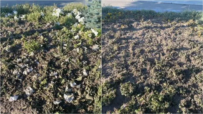 У Кременці вандали знищили клумбу з гербом України