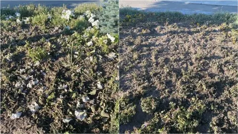 У Кременці вандали знищили клумбу з гербом України