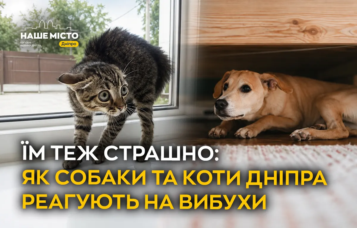 Собаки та коти під час війни: як Дніпро допомагає тваринам пережити вибухи