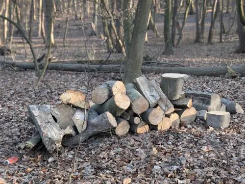 Охоронці лісу на Львівщині відшкодували понад мільйон гривень за незаконну вируб