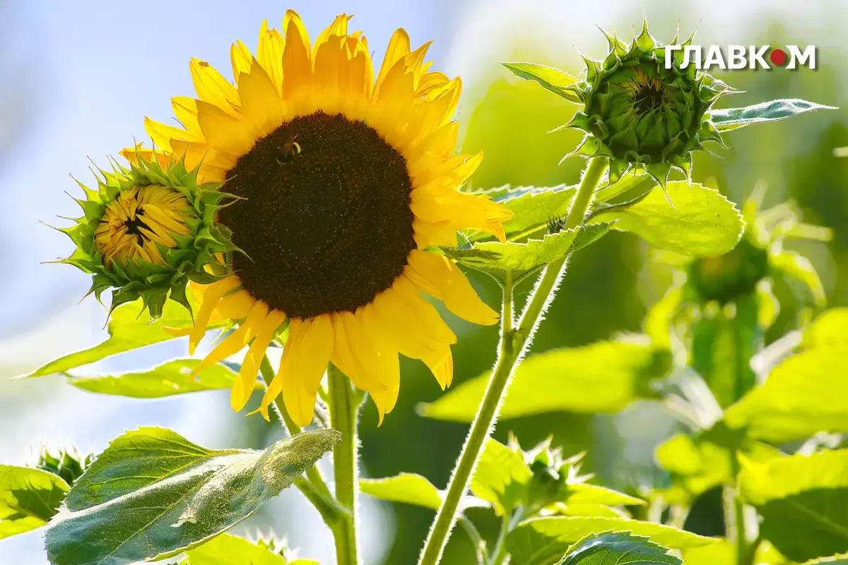 Пік спеки в Україні: що чекати після +38°C