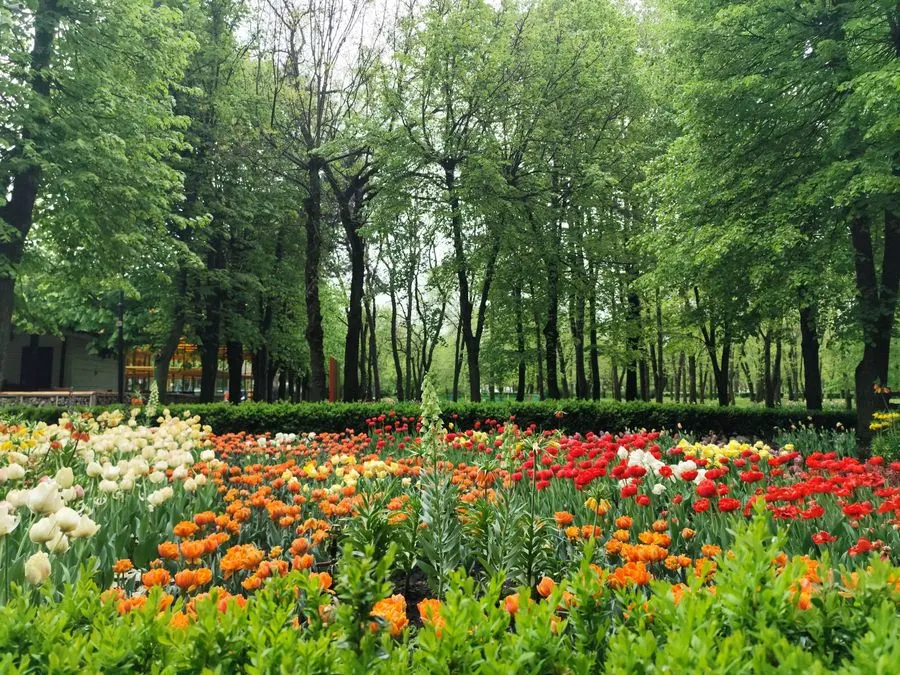 Серпневі посадки: які багаторічники зацвітуть навесні