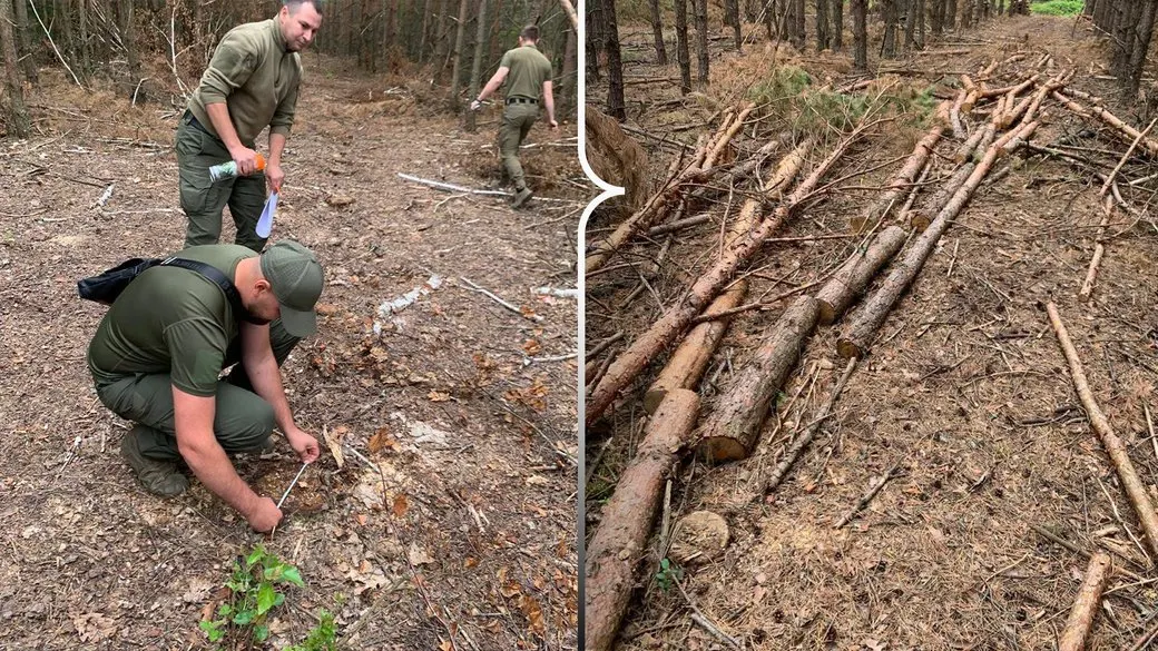 На Рівненщині виявили незаконну вирубку 849 дерев: збитки — 2,7 млн грн