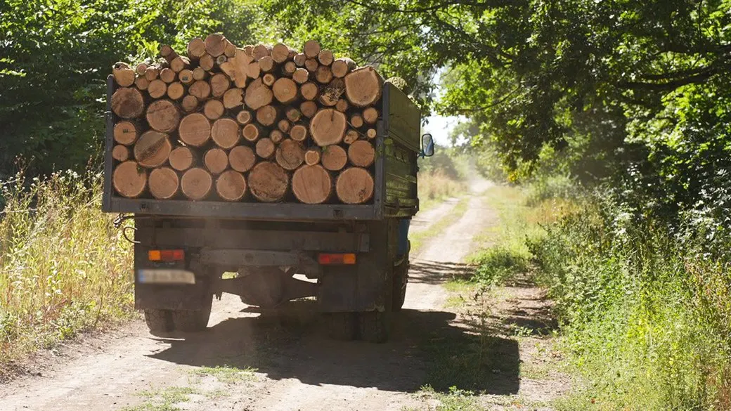 На Кіровоградщині продаж дров зріс майже на 38%: що з цінами
