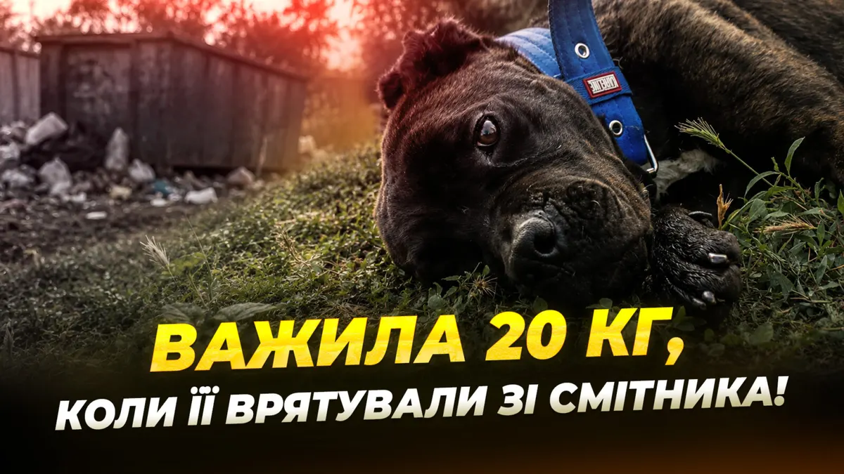 Врятована зі сміттєзвалища кане-корсо з Кривого Рогу відновлюється у Дніпрі