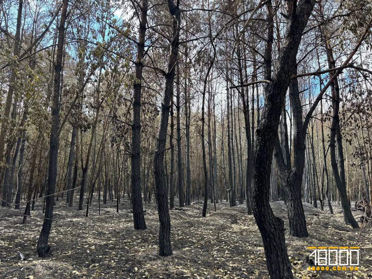 Пожежа на Черкащині: ліс відновлюватиметься сторіччя