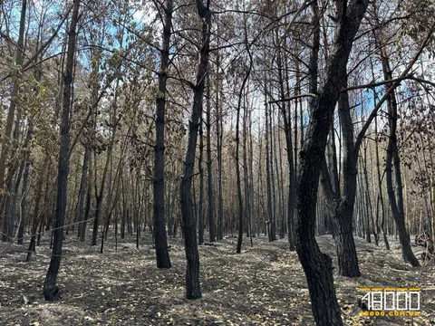 Пожежа на Черкащині: ліс відновлюватиметься сторіччя
