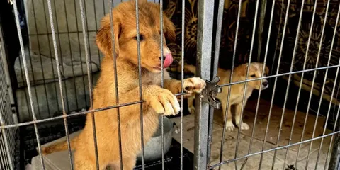 Зооволонтери Краматорська: сотні врятованих тварин і пошук нового дому