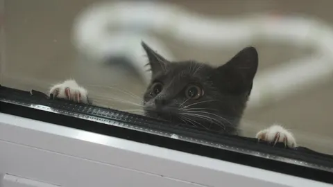 Коти у Харкові: як вибухи впливають на тварин і чому вони чують небезпеку раніше