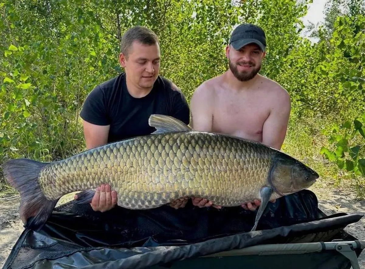 У Дніпрі виловили білого амура-гіганта вагою понад 30 кг