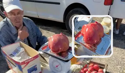 Помідор-велетень на 1,2 кг продали за 30 гривень: чому це важливо