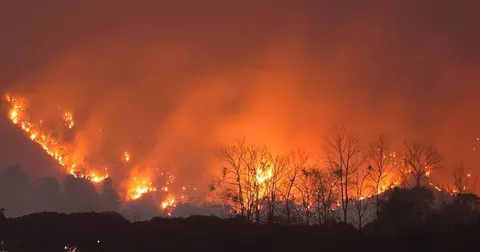 Алжир вводить смертну кару за підпали лісів