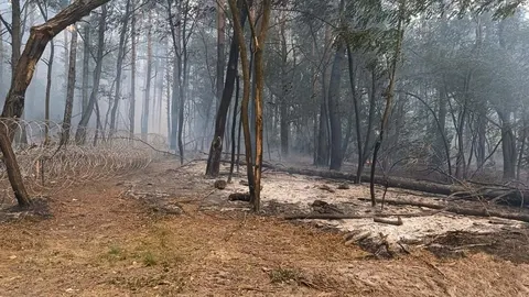 Через обстріли РФ на Чернігівщині вигоріло понад 8 га лісу