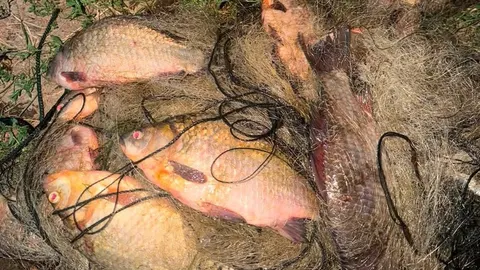 На Криворіжжі чоловік виловив понад 35 кг риби сітками: збитки — 166 тисяч