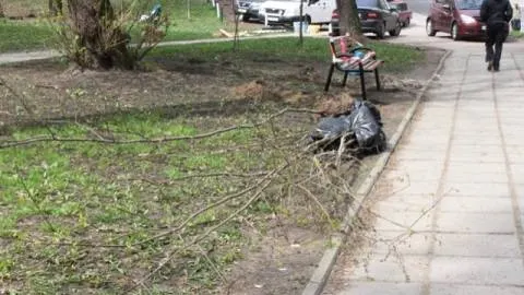 У Львові інвестори можуть профінансувати висадку 878 дерев і кущів