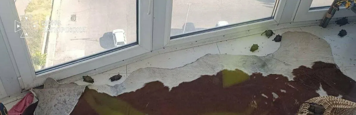 У Запоріжжі з балкона зібрали понад 250 кажанів: що це означає