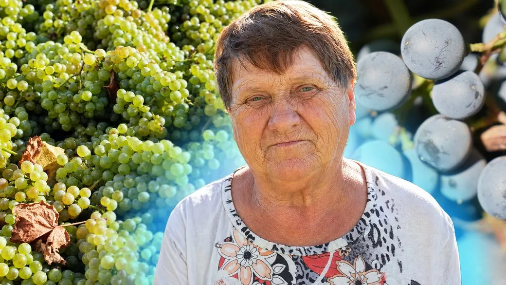 Виноград на Миколаївщині: 100 тонн за добу попри брак робочих рук