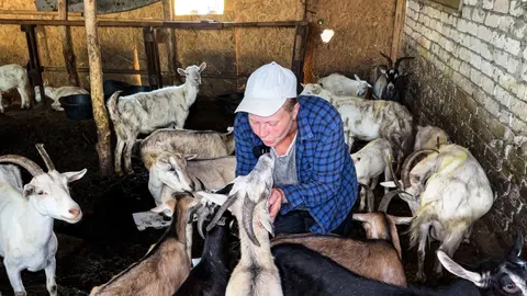 Мініферма під обстрілами: як подружжя з Донеччини рятує кіз і корів