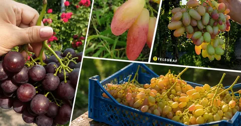 Який виноград не купують в Україні: попит і реальність