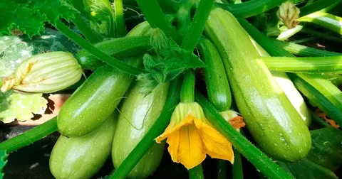 Як обрізати кабачки, щоб збирати врожай до осені