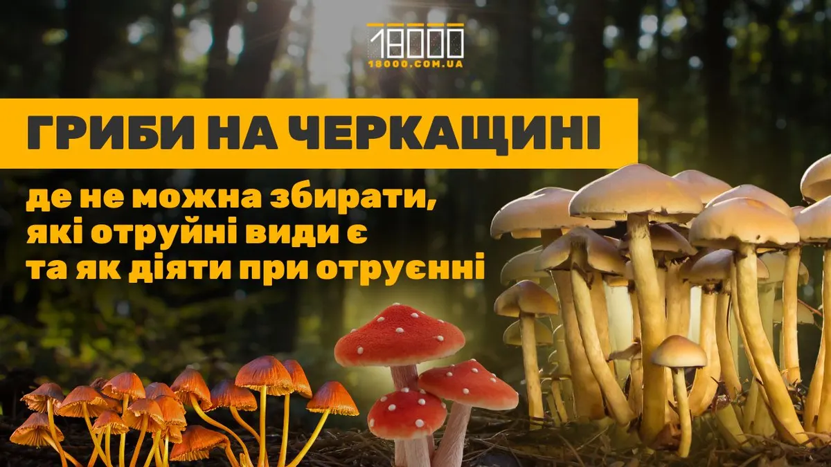 Грибний сезон на Черкащині: де шукати, як не отруїтися і чому фахівці радять магазинні гриби