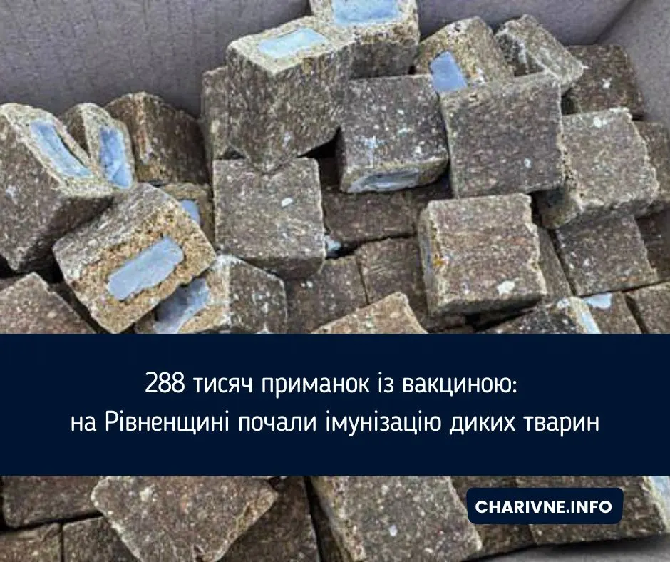 На Рівненщині розкладають 288 тисяч вакцинних приманок проти сказу: що це означає