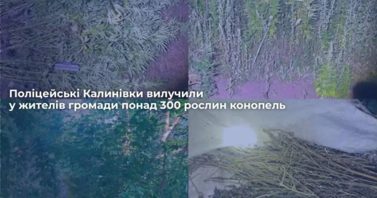 Виклик про насильство у Вінницькій області привів поліцію до вилучення понад 300 кущів конопель