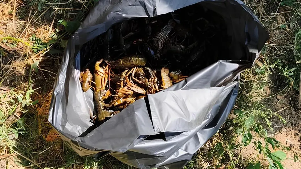 На Миколаївщині за вилов 77 раків загрожує кримінал: збитки 256 тисяч