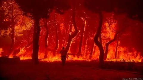 Алжир посилить покарання за підпали лісів: можлива смертна кара