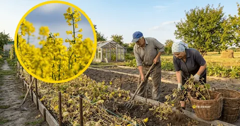 Що посіяти в серпні після огірків: поради для відновлення ґрунту
