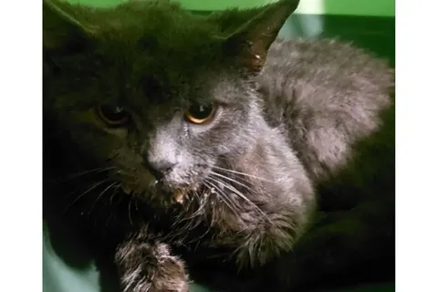 Через сказ у кота Львів узяв під контроль п’ятикілометрову зону