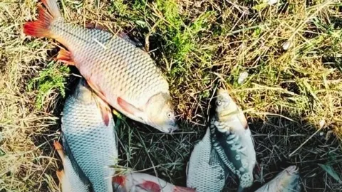 На Хаджибейському лимані викрили браконьєра: вісім сазанів і 30 тисяч збитків