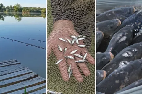 Аквакультура Волині: зростання тоннажу та загроза зниження рівня води
