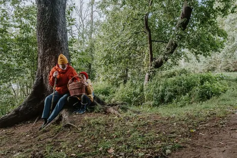 Грибний сезон на Львівщині: куди їхати на вихідні