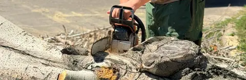 У двох парках Миколаєва спиляють аварійні дерева: що відомо